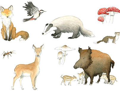 Forest animals - Illustrations