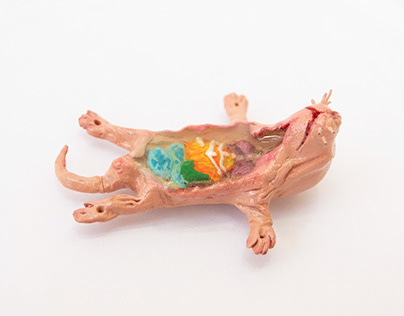Dissected Mouse 剖开的小鼠