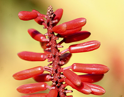 Red Aloes