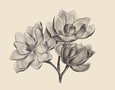 Magnolias | Pencil Drawing