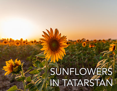 Sunflowers in Tatarstan