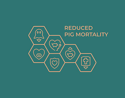 Creative icon design. Reduced pig mortality