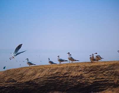 Gulls of Ganges