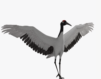 Red-Headed Crane Rigged| A Model for JauntXR