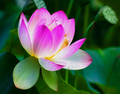 Beauty Of The Lotus