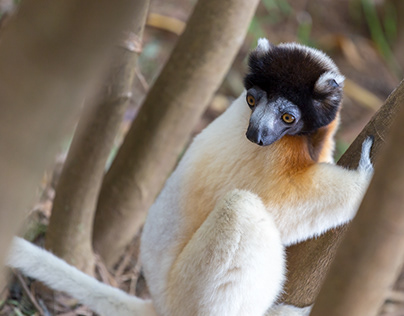 Lemurs of Madagascar, part 1