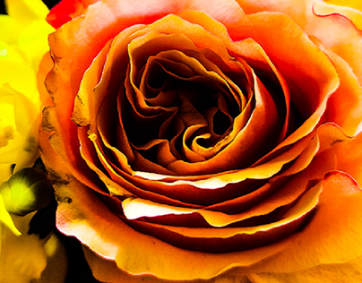 Roses Photography
2024