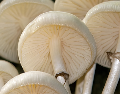 Oudemansiella mucida, the Porcelain Fungus