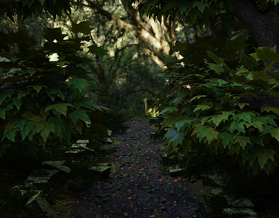 Trail in the forest