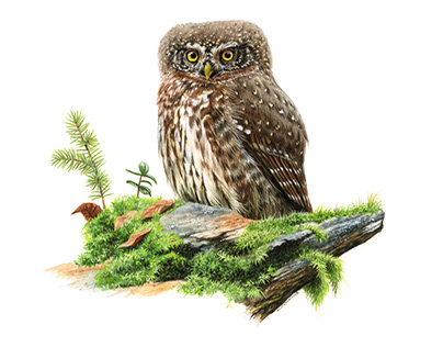 Watercolor paintings of North European owls