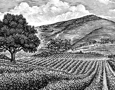Vineyard Landscape Illustrations by Steven Noble