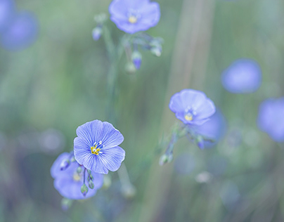 Prairie Bouquet - Blue-ish