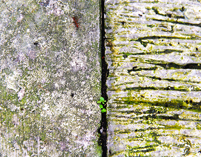 Coarse Mossy Floor Texture Photo