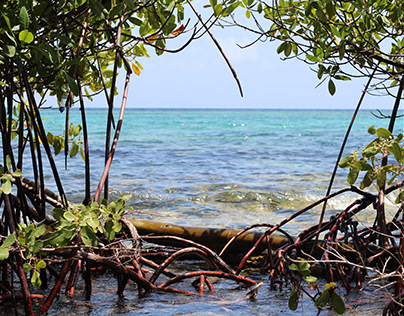 Ocean Framed between Mangrove Plants