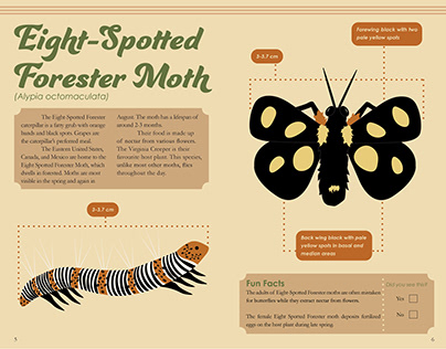 Eight-Spotted Forester Moth Spread