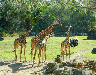 the four giraffe
