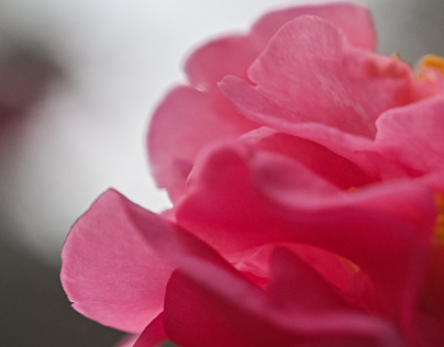 Sensuous Camellias 2.