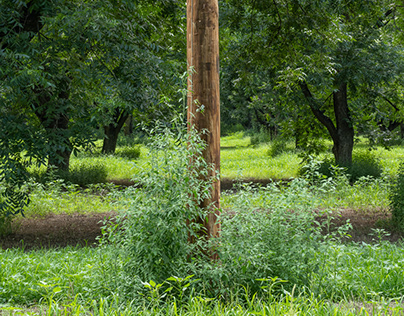 Pecan Orchard with Power Pole