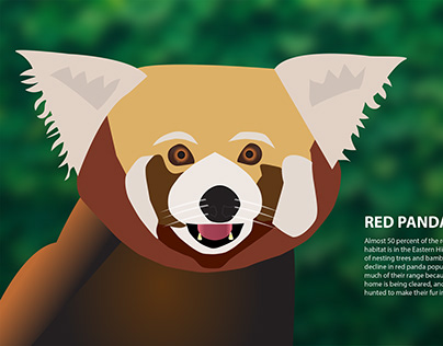 Red Panda illustration