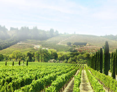 A foggy Vineyard composited out of 3 image sources