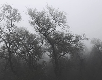 les paysages de brouillard