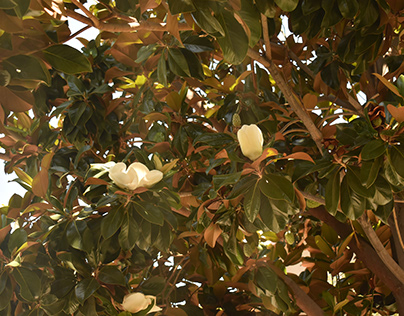 Magnolia Retro