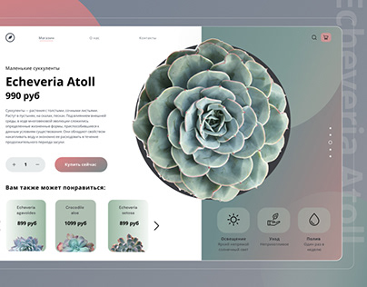 Website. Concept succulents