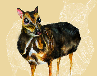 Endemic Mammal in the Philippines_Balabac Mouse Deer