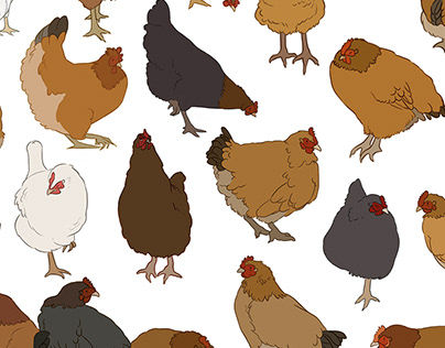 Chickens | Concepts for masters degree