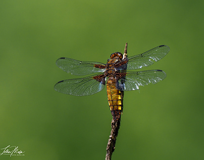 Dragonfly-Weibliche Plattbauchlibelle