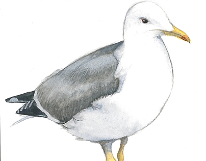 Life and Habitat of the Herring Gull (watercolors)