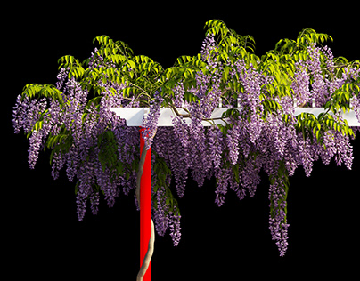wisteria tree