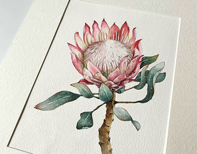 King Protea in watercolor