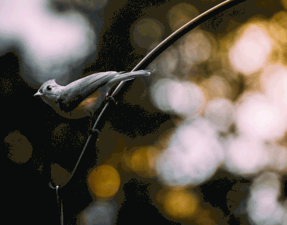 Titmouse Cinemagraph