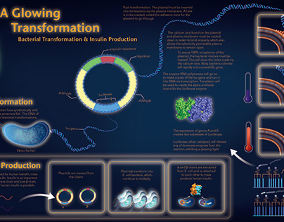 Bacterial Bioluminescence & Insulin Production