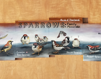 SPARROWS FAMILY
Birds of Thailand