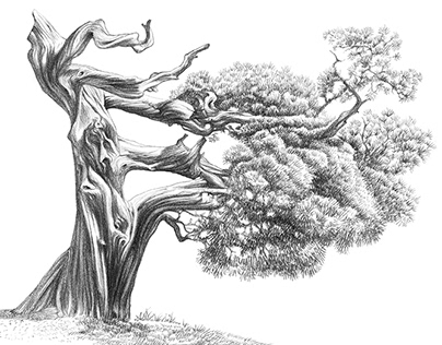 Trees. Exquisite forms created by nature Pencil drawing