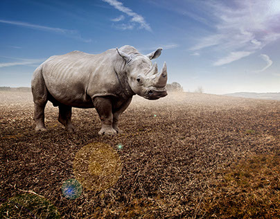 Rhino - inspired by Glyn Dewis