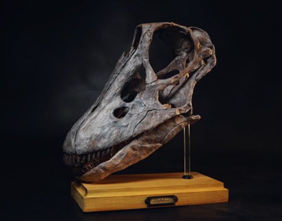 Juvenile Diplodocus skull