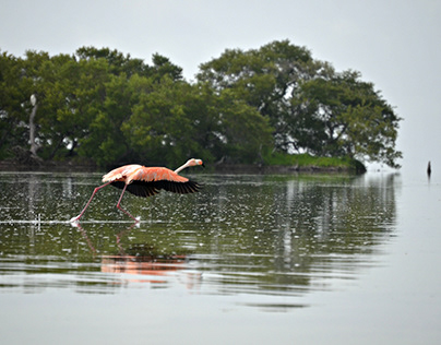 Flamingo Holbox