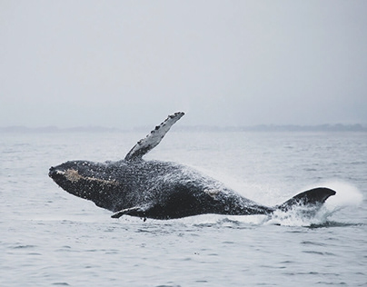 Esta es la historia de la caza de ballenas. Parte2