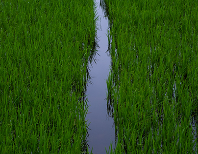 Vietnam: Landscape