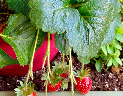 Home grown Strawberries