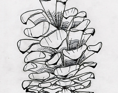 Pinecone Sketch