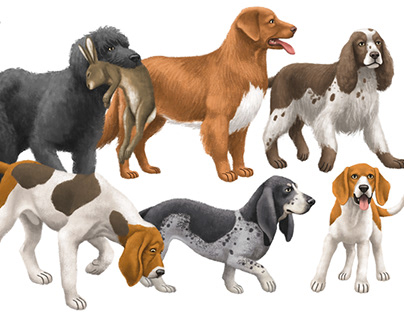 Dog illustration : hounds and retrievers