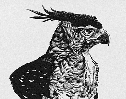Pen and Ink Birds of 2019