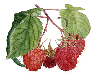 Berries: raspberries, grapes