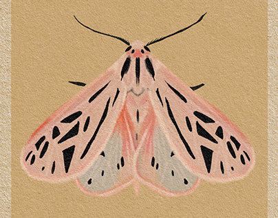 Moths- Series of Illustrations