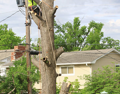 Best Tree removal service in Adelaide