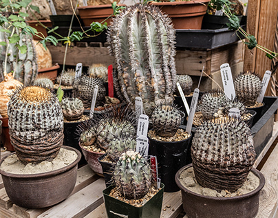 Rare Cacti Product Photography